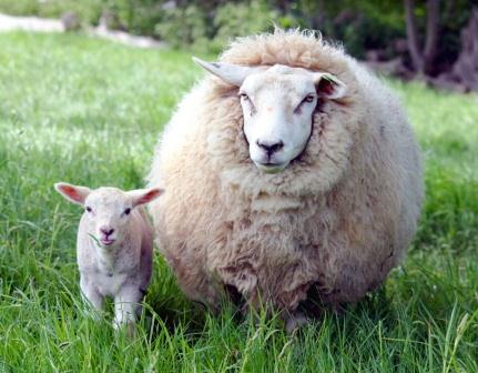 Купить одеяло из овечьей шерсти в Тольятти